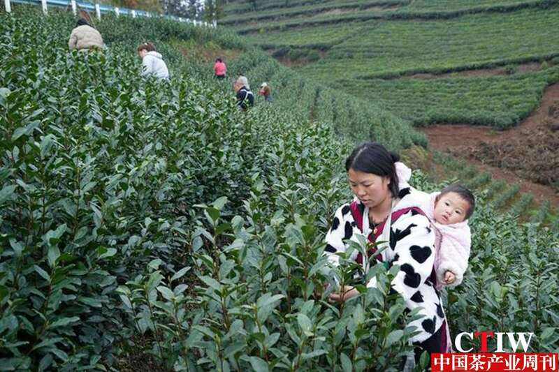 贵州普安茶产业迎来采摘高峰 金融助力茶农致富新篇章 brand_alt_mark
