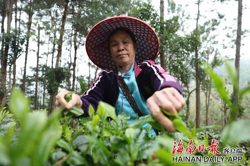 海南五指山早春茶开采艺术季启动,华夏第一早春茶抢先上市 brand_alt_mark