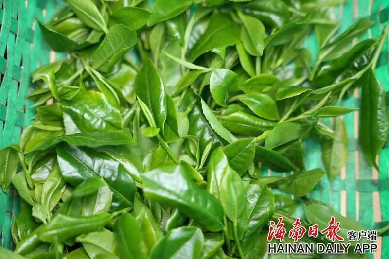 海南五指山早春茶开采艺术季启动,华夏第一早春茶抢先上市 brand_alt_mark