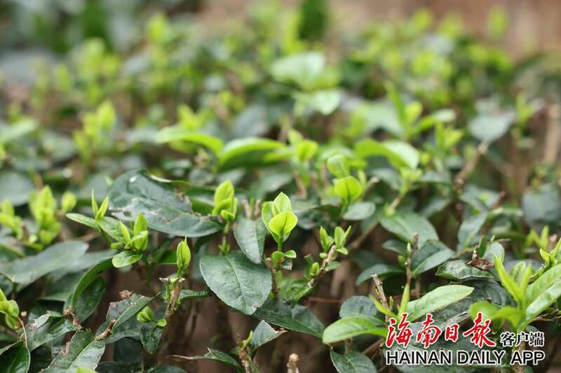 海南五指山早春茶开采艺术季启动,华夏第一早春茶抢先上市 brand_alt_mark