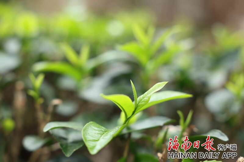 海南五指山早春茶开采艺术季启动,华夏第一早春茶抢先上市 brand_alt_mark