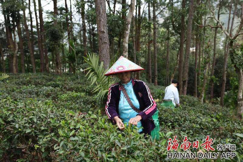 海南五指山早春茶开采艺术季启动,华夏第一早春茶抢先上市 brand_alt_mark