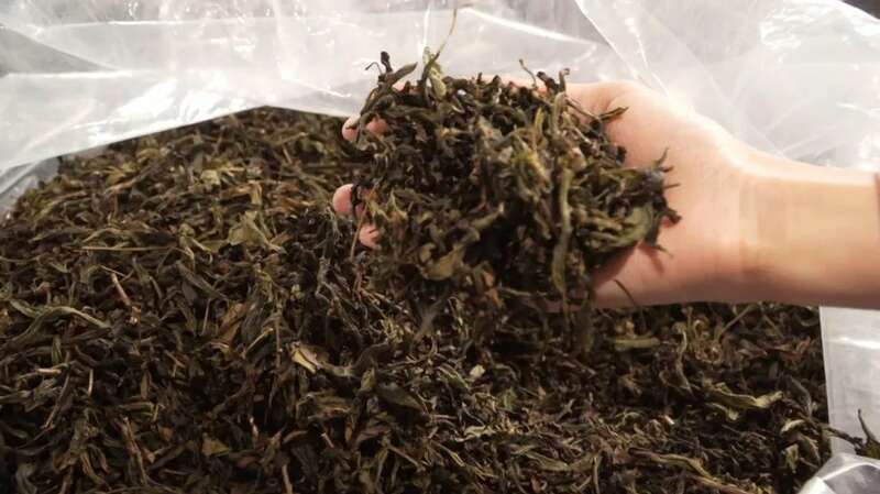潮汕仙内村百年茶园传承制茶工艺助力乡村振兴 brand_alt_mark