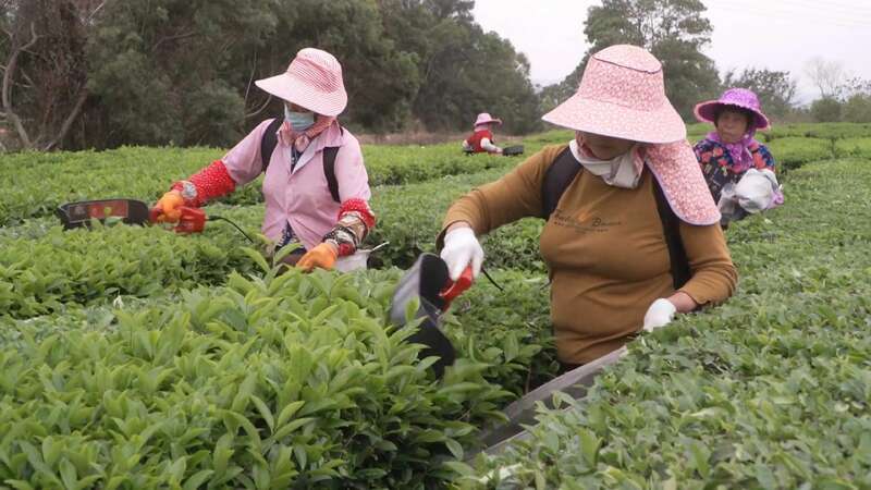 潮汕仙内村百年茶园传承制茶工艺助力乡村振兴 brand_alt_mark