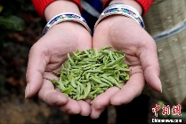 广西三江早春茶开采 茶农抢鲜采摘丰收在望 brand_alt_mark