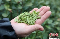 广西三江早春茶开采 茶农抢鲜采摘丰收在望 brand_alt_mark