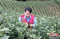 广西三江早春茶开采 茶农抢鲜采摘丰收在望 brand_alt_mark