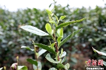 广西三江早春茶开采 茶农抢鲜采摘丰收在望 brand_alt_mark