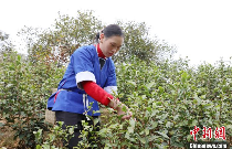 广西三江早春茶开采 茶农抢鲜采摘丰收在望 brand_alt_mark