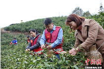 广西三江早春茶开采 茶农抢鲜采摘丰收在望 brand_alt_mark