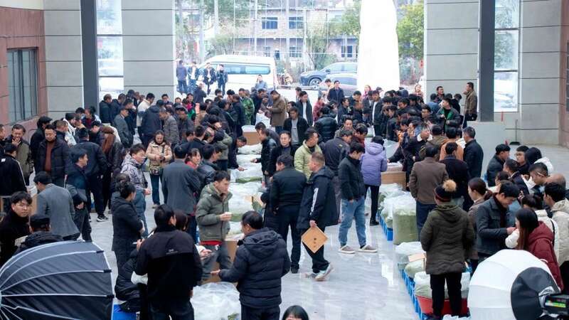 中国早茶交易中心火热开市 茶农茶商齐聚抢收新茶 brand_alt_mark
