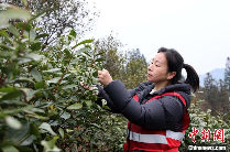 广西三江早春茶开采 茶农抢鲜采摘丰收在望 brand_alt_mark