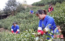 广西三江早春茶开采 茶农抢鲜采摘丰收在望 brand_alt_mark