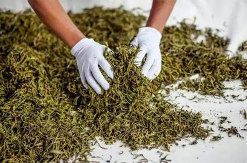 普洱茶苦酸涩味成因解析 土壤工艺温度影响品质 普洱茶苦酸涩味成因解析 土壤工艺温度影响品质