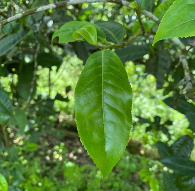 普洱茶苦酸涩味成因解析 土壤工艺温度影响品质 普洱茶苦酸涩味成因解析 土壤工艺温度影响品质