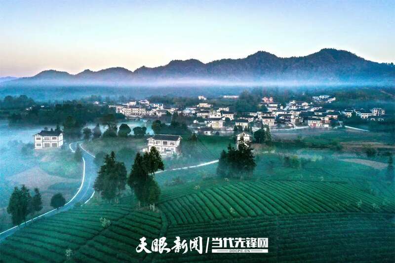 湄潭县茶产业再获全国第一 连续五年蝉联茶业重点县域榜首 brand_alt_mark