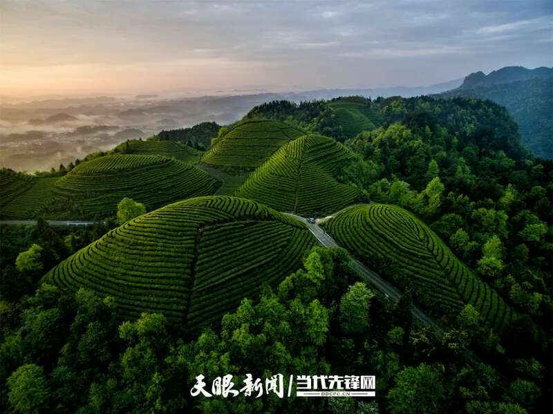 湄潭县茶产业再获全国第一 连续五年蝉联茶业重点县域榜首 brand_alt_mark
