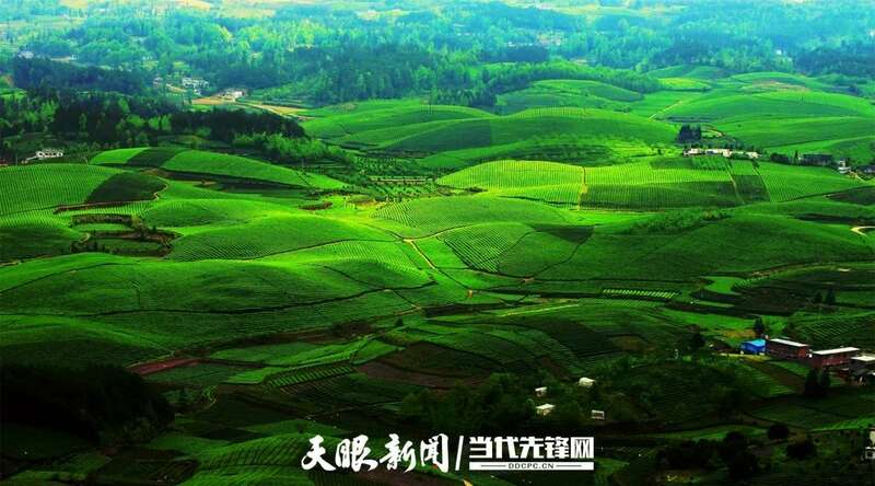湄潭县茶产业再获全国第一 连续五年蝉联茶业重点县域榜首 brand_alt_mark