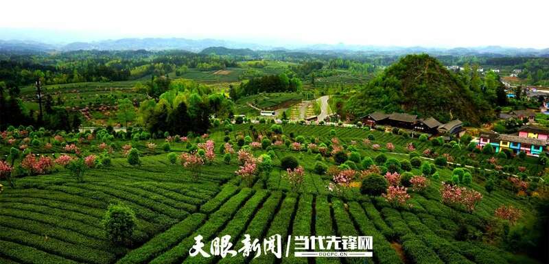 湄潭县茶产业再获全国第一 连续五年蝉联茶业重点县域榜首 brand_alt_mark