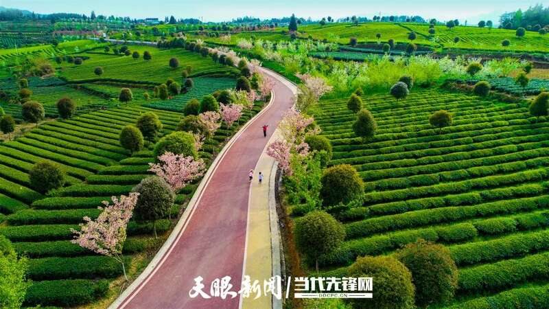 湄潭县茶产业再获全国第一 连续五年蝉联茶业重点县域榜首 brand_alt_mark