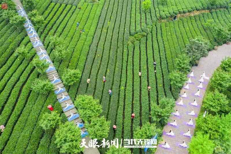 湄潭县茶产业再获全国第一 连续五年蝉联茶业重点县域榜首 brand_alt_mark