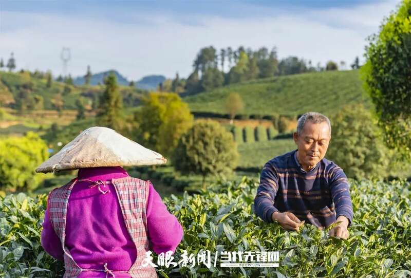 湄潭县茶产业再获全国第一 连续五年蝉联茶业重点县域榜首 brand_alt_mark