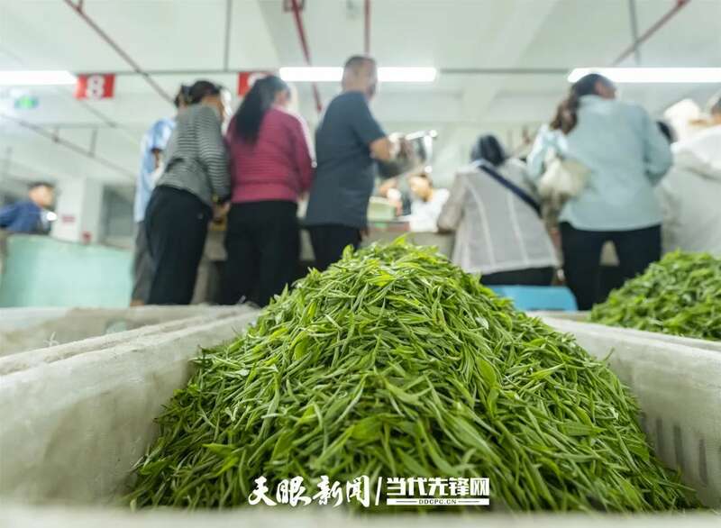 湄潭县茶产业再获全国第一 连续五年蝉联茶业重点县域榜首 brand_alt_mark