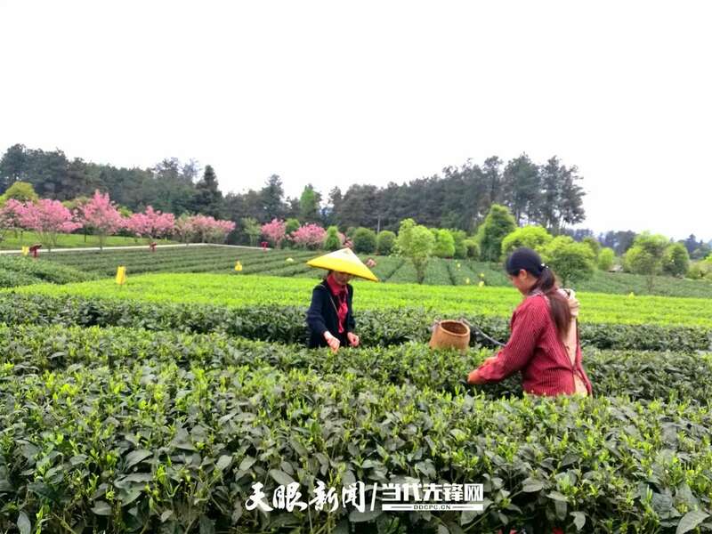 湄潭县茶产业再获全国第一 连续五年蝉联茶业重点县域榜首 brand_alt_mark