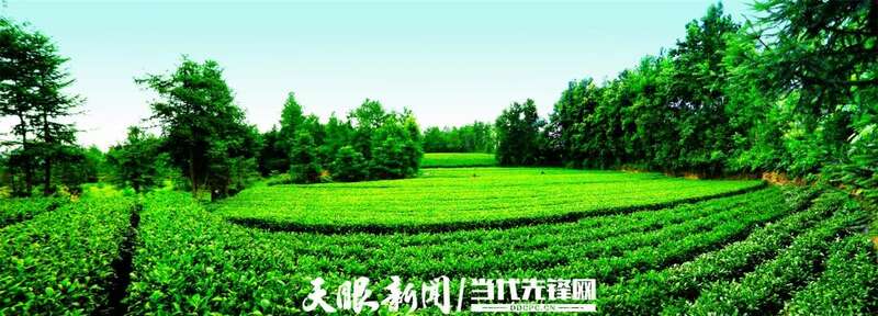 湄潭县茶产业再获全国第一 连续五年蝉联茶业重点县域榜首 brand_alt_mark
