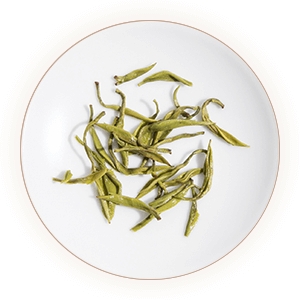 文君绿茶的叶底.jpg