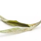 兰溪毛峰茶详细介绍:产地特色功效及冲泡方法全解析 兰溪毛峰茶详细介绍:产地特色功效及冲泡方法全解析