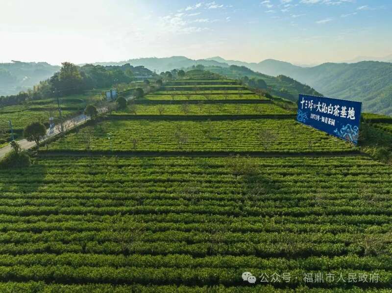 福鼎白茶产业绿色发展路径探索 生态保护与经济双赢模式 brand_alt_mark