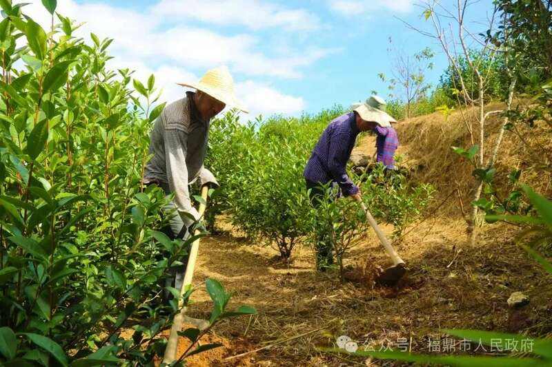 福鼎白茶产业绿色发展路径探索 生态保护与经济双赢模式 brand_alt_mark