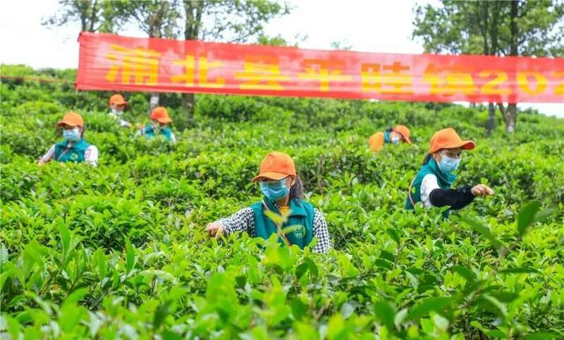 平睦镇茶产业助力乡村振兴 打造"一镇一品"发展模式 brand_alt_mark