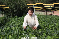 黔西南州茶产业发展现状与转型升级路径探析 brand_alt_mark