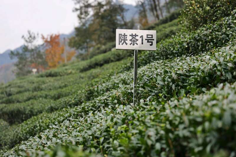 陕西双龙镇茶产业融合发展助力乡村振兴典型经验 brand_alt_mark
