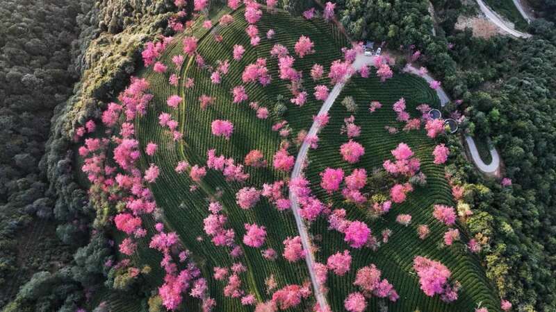 无量山樱花谷绽放时节举办白茶产业发展大会 brand_alt_mark