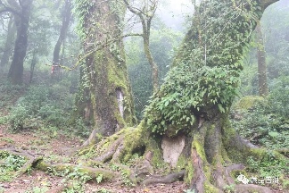 临沧普洱茶产区深度解析：勐库十八寨与冰岛茶的独特魅力