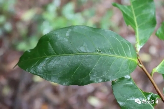 临沧普洱茶产区深度解析：勐库十八寨与冰岛茶的独特魅力