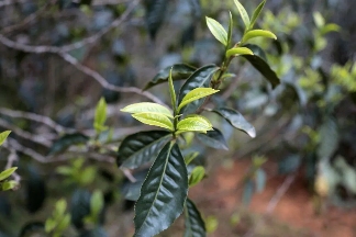 临沧普洱茶产区深度解析：勐库十八寨与冰岛茶的独特魅力