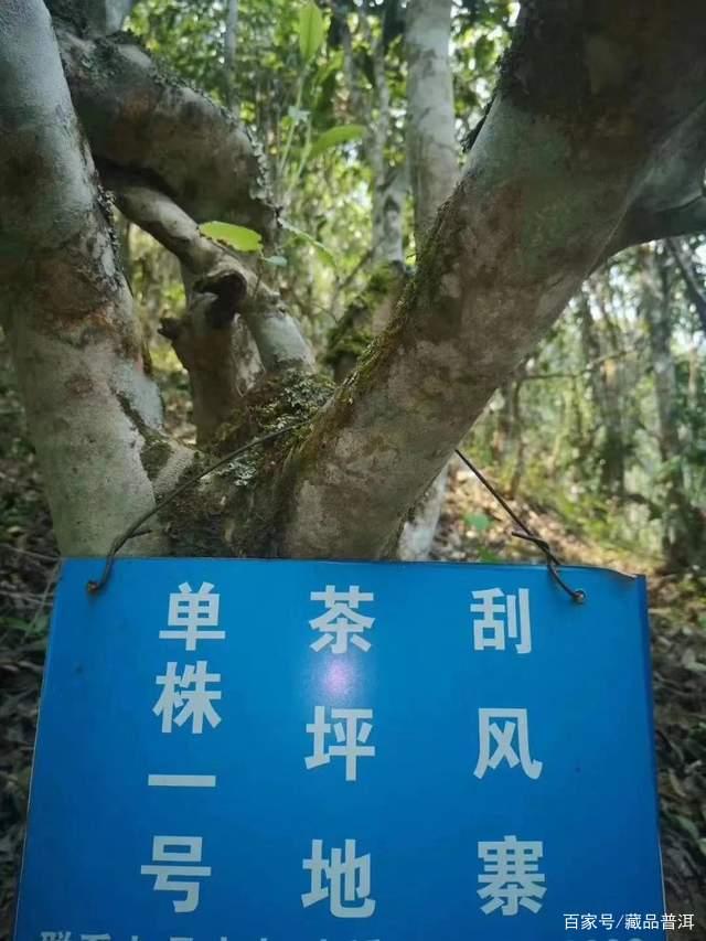 易武茶区七村八寨分布及麻黑刮风寨薄荷塘特色解析