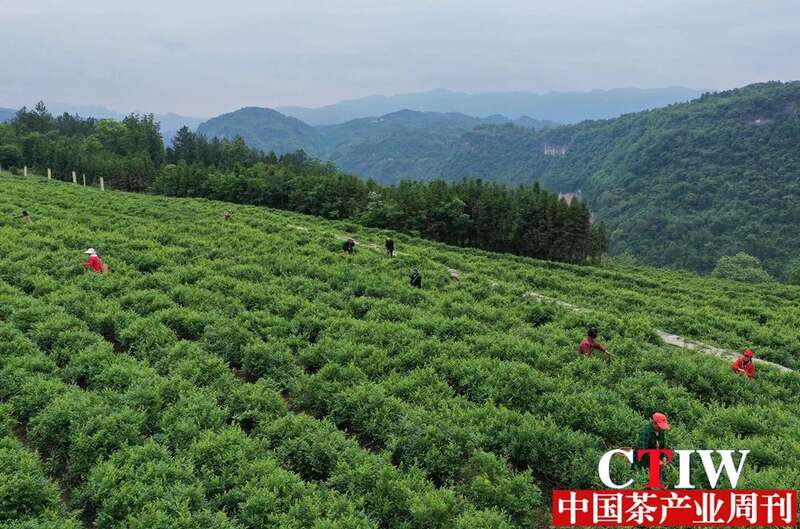 张家界莓茶产业突破28亿产值 茶农致富的绿色银行 brand_alt_mark