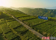 福鼎白茶获全国茶叶区域公用品牌影响力第一名 brand_alt_mark