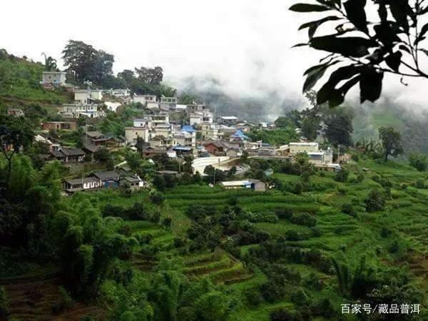 山头古树茶与品牌茶之争：谁才是普洱茶市场的未来主导者