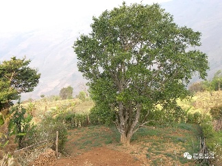 2003年景迈千年古树茶品鉴指南：何仕华监制经典之作