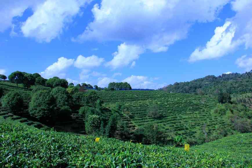 大益普洱茶为什么成为硬通货？品质稳定受市场认可