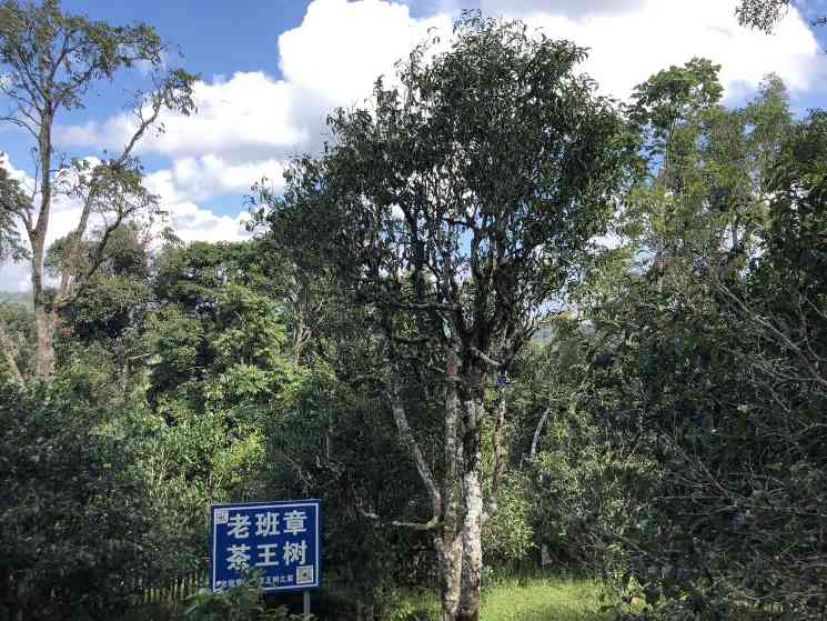 老班章普洱茶的魅力解析：产区特点与入门茶品推荐