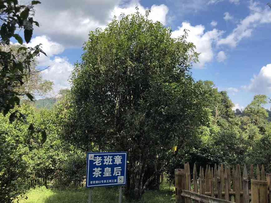 老班章普洱茶的魅力解析：产区特点与入门茶品推荐
