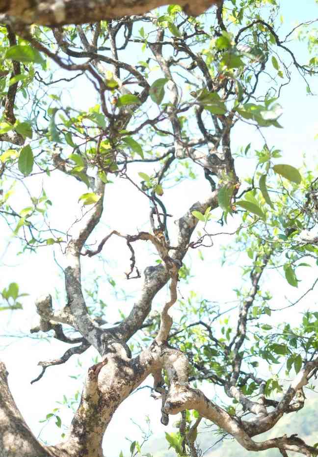 冰岛普洱茶价格与口感解析，冰岛五寨茶叶品质特点揭秘