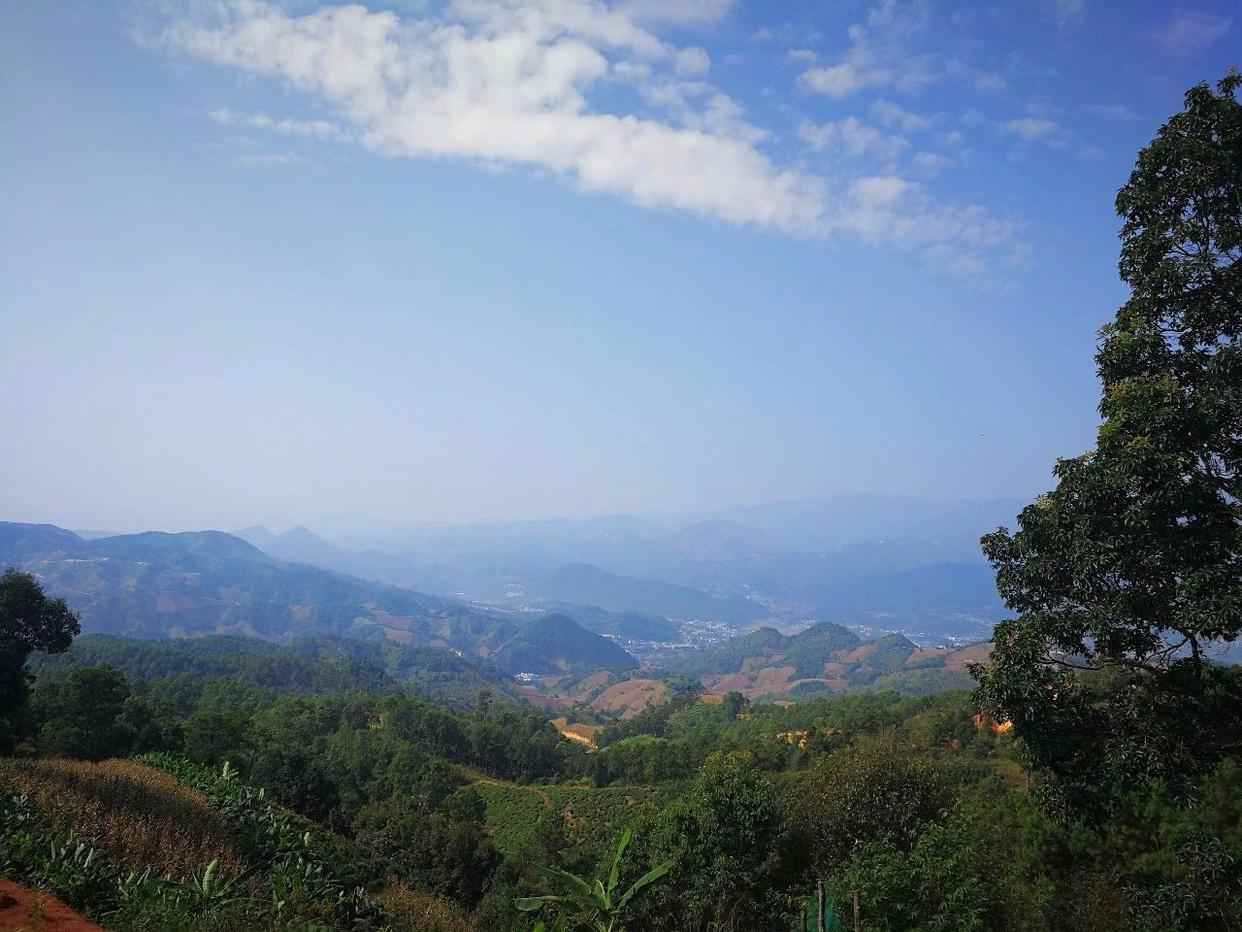 冰岛普洱茶价格与口感解析，冰岛五寨茶叶品质特点揭秘